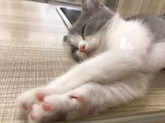-飞行喵MR PILOT|猫舍·猫咖(静安大融城店)