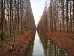 -黄海国家森林公园