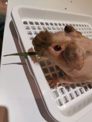 -Moni星球萌宠·小马宝莉·灵蛇·高端高阶全萌宠互动体验俱乐部(红豆国际广场店)