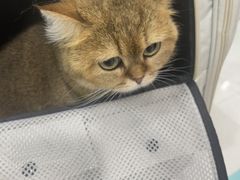 -安安宠医宠物医院·异宠·犬猫内科(岳阳分院)