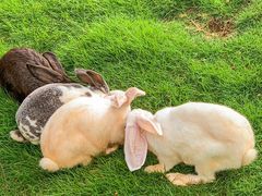 -灵玲国际马戏城