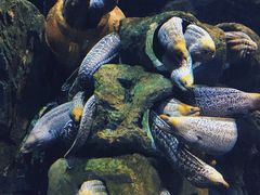 -珠海长隆海洋王国