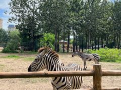 -大连森林动物园