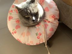 -佳怡动物医院·平价24小时·猫专科骨外科