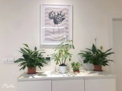 -SILKTONE诗丽堂美容