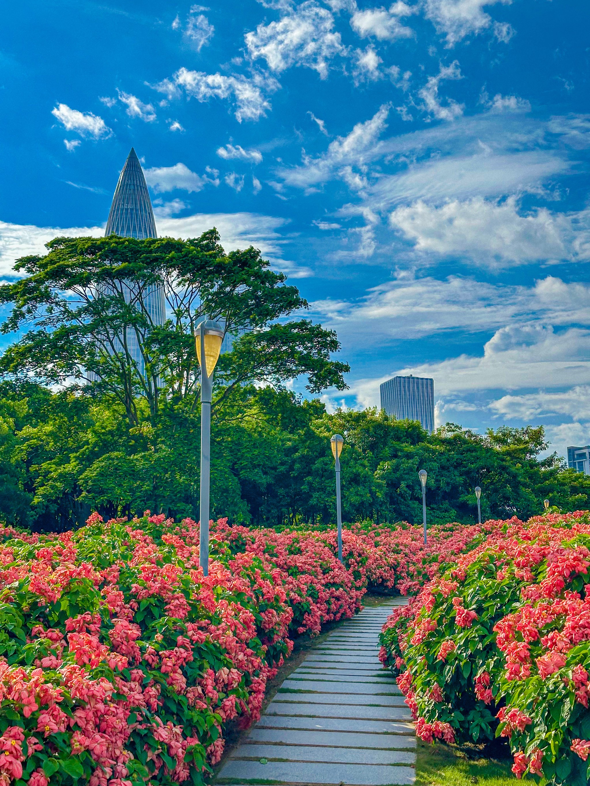 深圳湾公园流花山花海图片