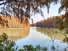 -上海海湾国家森林公园