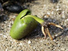 -北海金海湾红树林生态旅游区