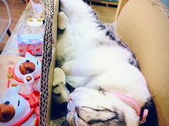 -小时光咖啡馆(开森度假森林店)