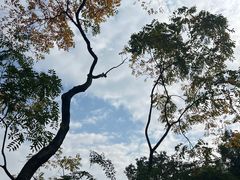 -成都大熊猫繁育研究基地