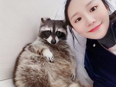 -浣熊柯尔鸭土拨鼠·电玩咖