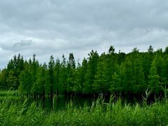 -白鹭湾湿地公园