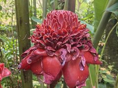 -中国科学院西双版纳热带植物园