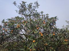 -塘栖枇杷特色园区