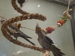 -momokira米努特·德文卷毛猫·棉花面纱犬