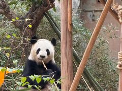 -灵玲国际马戏城