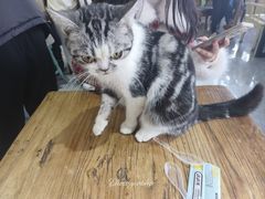 -猫小院猫主题餐厅(南锣旗舰店)