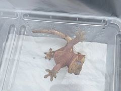 -酷以爬仙阁实体爬宠店·守宫·蜥蜴·专业繁育