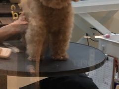 -momokira米努特·德文卷毛猫·棉花面纱犬