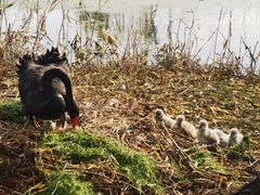 -池杉湖湿地公园