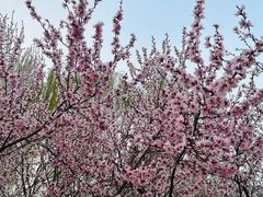 -桃花堤公园