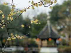 -上海醉白池公园
