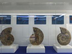 -贝壳王国博物馆