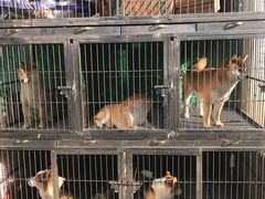 -哈尔滨道外花鸟鱼市场
