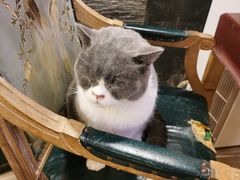 -猫小院猫主题餐厅(南锣旗舰店)
