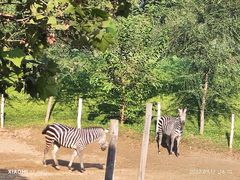 -北京野生动物园