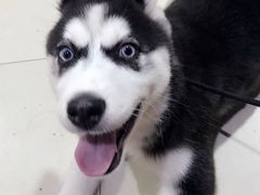 -1013 PET SHOP 宠物商店(近铁城市广场店)