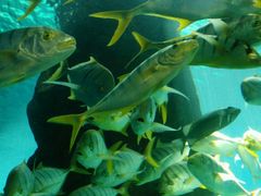 -北戴河圣蓝海洋公园