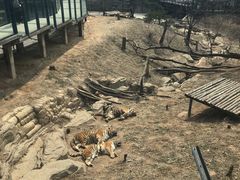 景点-大连森林动物园