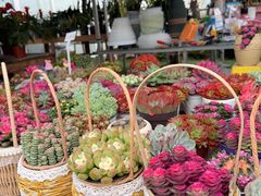 -三圣花乡旅游区