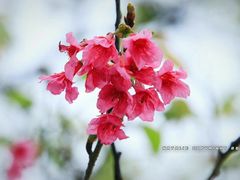 -天适樱花悠乐园