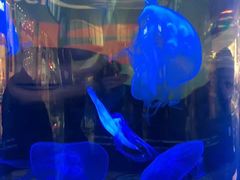 -迪拜水族馆及水下动物园