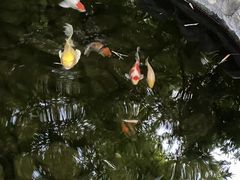 -勐丽梦兰傣味餐厅