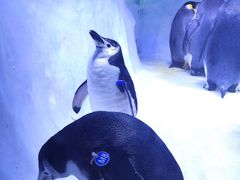 -海合安成都极地海洋公园