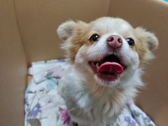 -思宇宠物医院