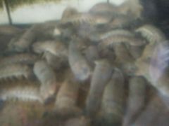 有赤濑尿虾-浪琴湾尾角仔海鲜坊