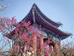 -梅花山(明孝陵内)