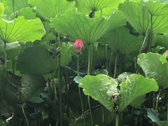 -湖畔居茶楼(湖滨店)