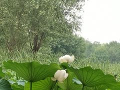 -东郊湿地公园
