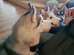 prado-Husky Go! 哈士奇体验馆·宠物咖啡厅狗咖