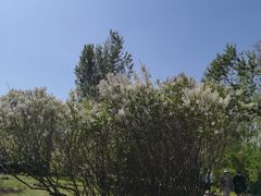 -群力丁香公园