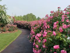 -上海辰山植物园