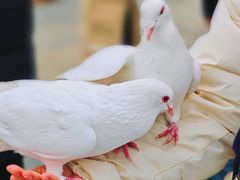 -天津妈祖文化园