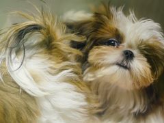 -momokira米努特·德文卷毛猫·棉花面纱犬