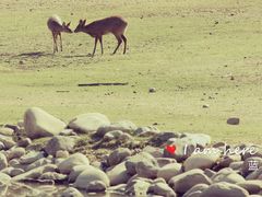 -北京麋鹿生态实验中心