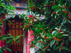 -西安大兴善寺